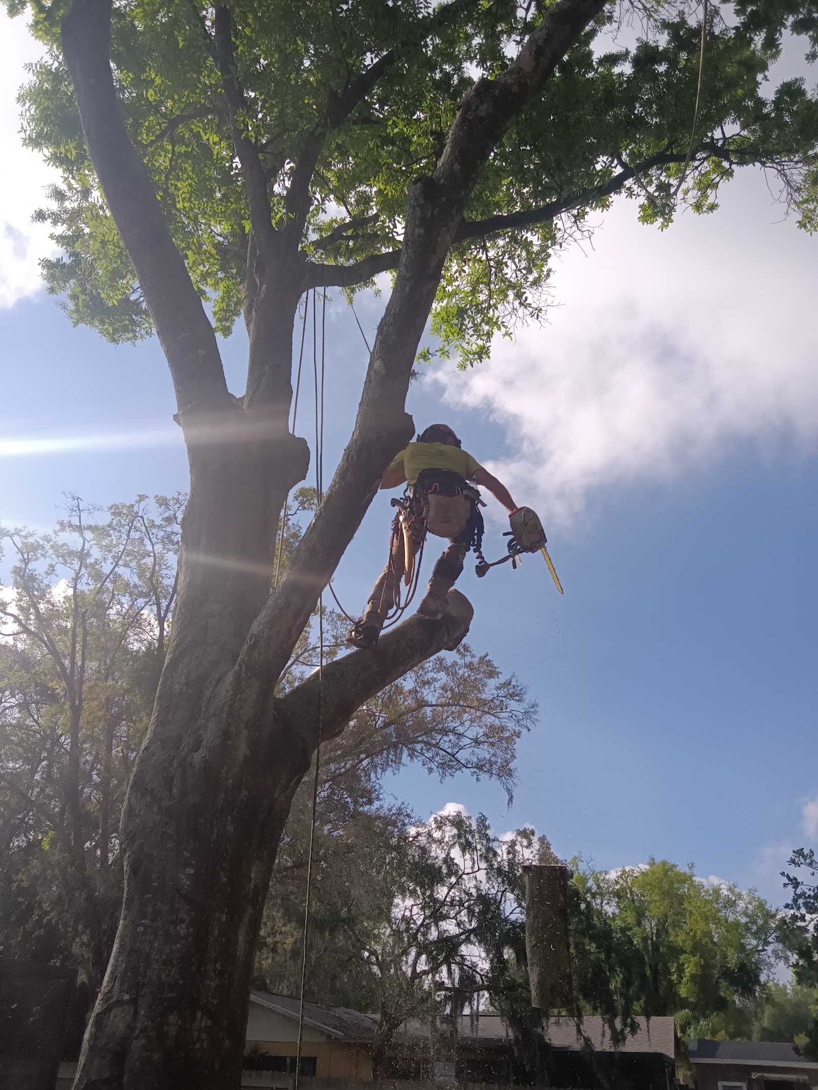 Yellow hard hat high in a pine
