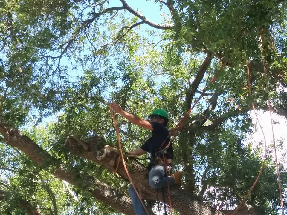 Green hard hat climber in oak canopy