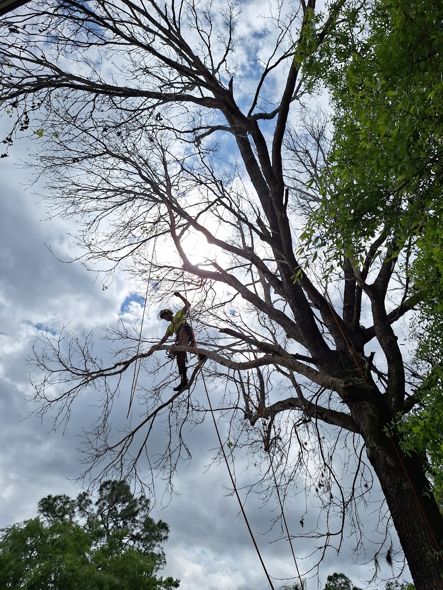 Climber in hi-vis gear and white hard hat working aloft