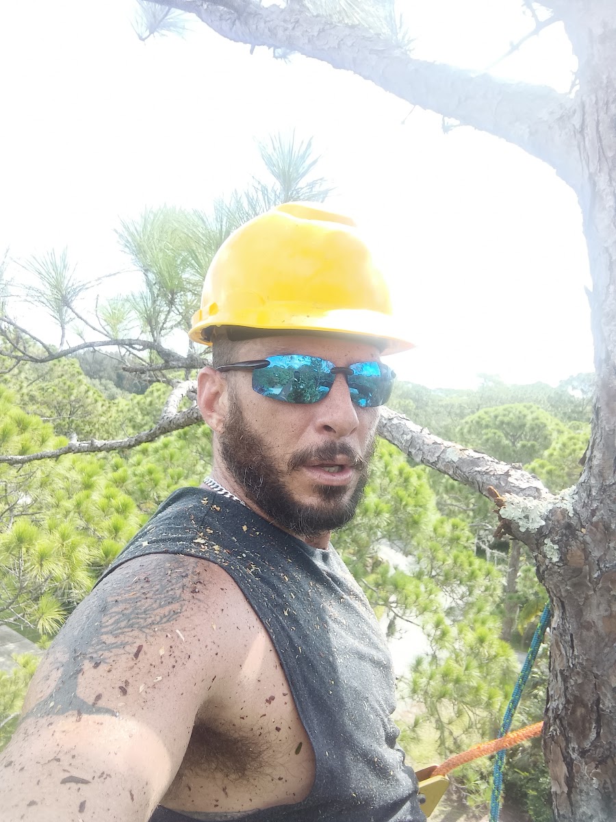Joseph Garrow, founder of Koda Tree Care, wearing a yellow hard hat in the tree